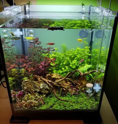 an aquarium filled with plants and fish