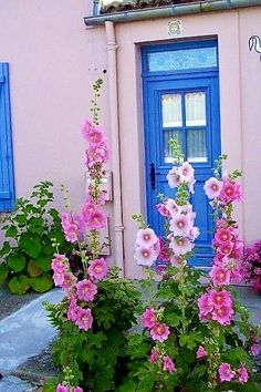 some pink flowers are in front of a blue door