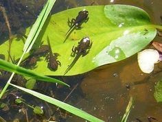 several frogs sitting on top of a green leaf in the water next to grass and plants