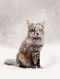 a red fox sitting in the snow