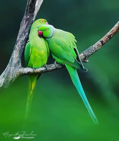 two green parrots sitting on top of a tree branch with their beaks together