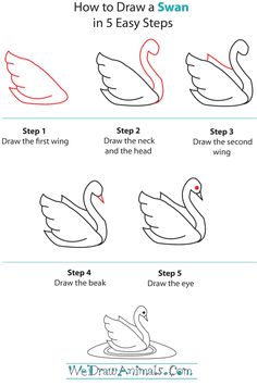 how to draw a swan in 5 easy steps