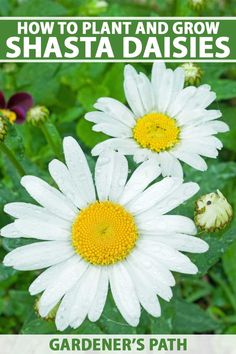 two white daisies with the title how to plant and grow shasta daisies