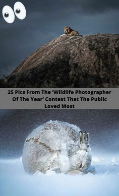 an animal that is sitting on top of a rock with the caption 25 pics from the wildlife photographer of the year contest that the public loved most