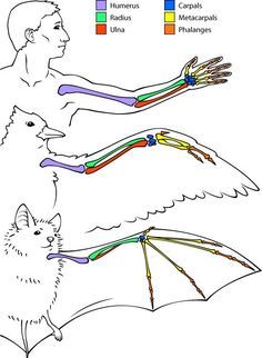 the diagram shows how to draw an animal's body and its functions in different ways