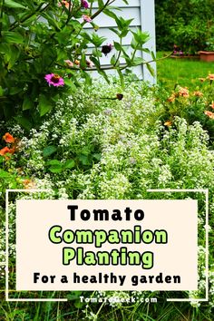 the words tomato companion planting for a healthy garden in front of some flowers and plants