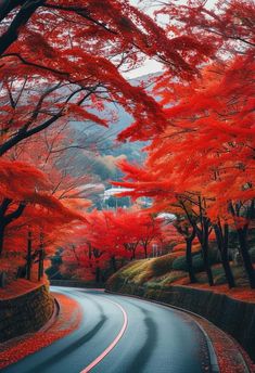 the road is lined with red trees on both sides