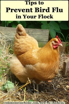 Chicken Tips, Virus Symptoms, Chicken Roost, Diy Chicken Coop Plans, Chicken Farming