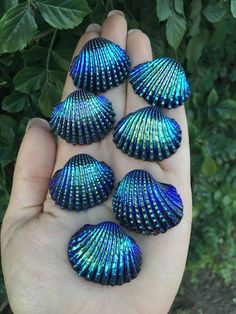 five blue seashells sitting in the palm of someone's hand