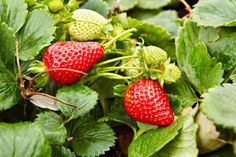 three strawberries growing on the plant with green leaves