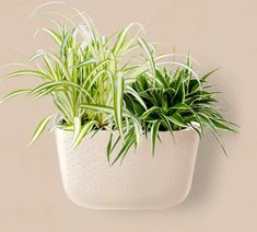 two green plants in a white planter on a pink background with polka dotes