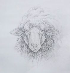 a pencil drawing of a sheep's head