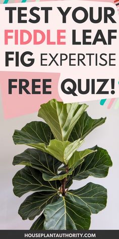 Test your fiddle leaf fig expertise with this free quiz, featuring a large fiddle leaf fig plant.