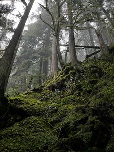 moss covered rocks and trees in the woods on a foggy day with light coming through