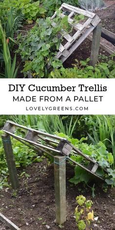 an old wooden trellis made from a pallet is shown in the garden with text overlay that reads diy cucumber trelliss made from a pallet