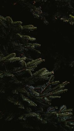 closeup of pine tree branches in the dark