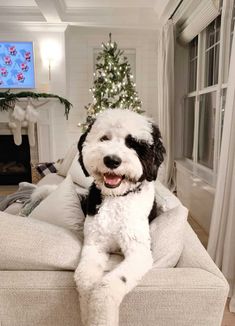 a black and white dog sitting on top of a couch next to a christmas tree