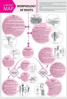 the concept map for morphology of roots