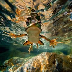 a frog swimming in the water with its mouth open