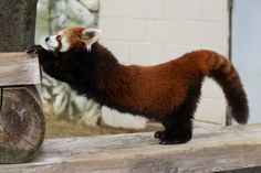 a red panda standing on top of a wooden bench