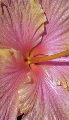 a pink flower with yellow stamens is shown in close up view from the center