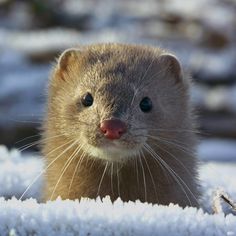 a small animal standing on top of snow covered ground next to grass and trees in the background