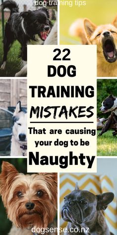 Dog training tips. Make sure that you do NOT make these mistakes when training your dog with basic commands! Ideas and hacks to help your dog training to go smoothly! #dogtraining #dogtrainingtips #dogtrainingideas #dogtraining101 Dog Training Tricks, Train Puppy, Dog Behavior Training, Easiest Dogs To Train, Dog Behavior Problems, Dog Training Advice, Dog Brain, Dog Training Techniques, Best Dog Training