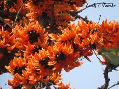 an orange tree with lots of flowers on it