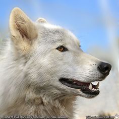 a white wolf with its mouth open and it's tongue out, looking at the camera