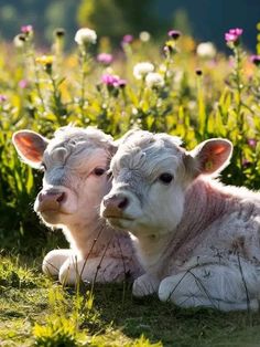 two baby cows laying in the grass near some wildflowers and dandelions