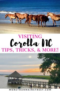 horses walking along the beach with text overlaying visiting corolla nc tips, tricks and more