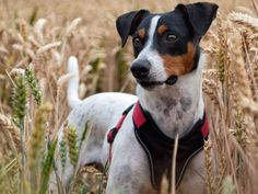 a dog is standing in the tall grass