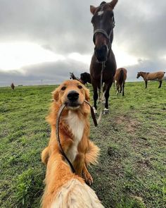 a dog is tied up to a harness with horses in the background on a cloudy day