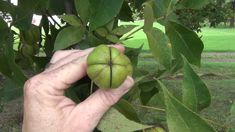 a hand holding an unripe green fruit on a tree