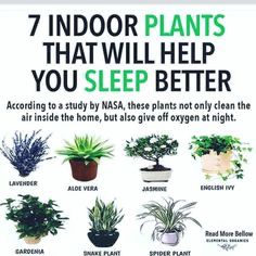 an advertisement for indoor plants that will help you sleep better