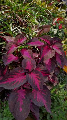 some purple and red leaves are growing in the grass next to other plants on the ground