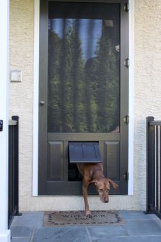 a dog is sticking its head through the door to get into the front porch with it's mouth open