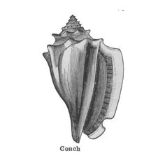 an image of a conch shell with the words in the book, it looks like its