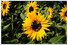 the sunflowers are blooming in the field