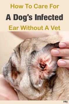 a person holding a dog with the title how to care for a dog's infected ear without a vet