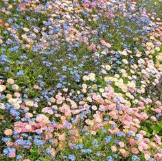 a field full of wildflowers and other flowers