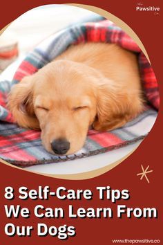 a dog laying on top of a blanket with the words 8 self - care tips we can learn from our dogs