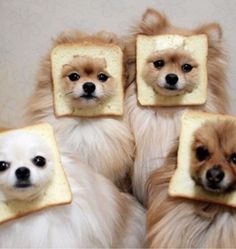 four small dogs with slices of bread in their mouths