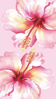 two pink and white flowers with yellow stamens on a light pink background, painted in acrylic paint