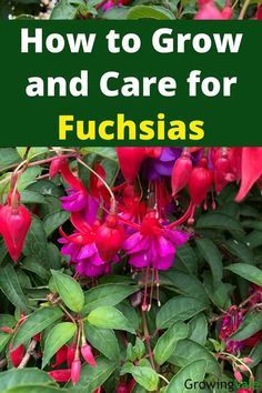 fuchsias growing in the garden with text overlay how to grow and care for fuchsias