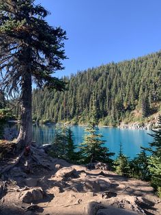 a tree that is standing in the dirt near some water and trees with mountains in the background