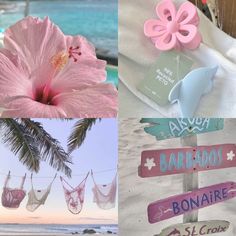 the collage shows pink flowers, signs and hammocks hanging from palm trees