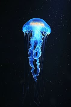 a blue jellyfish floating in the dark water