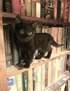 a black cat standing on top of a bookshelf filled with lots of books