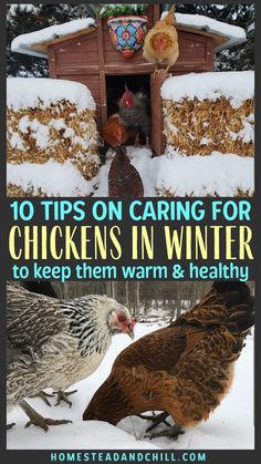 chickens in winter with text overlay that reads 10 tips on caring for chickens in winter to keep them warm and healthy